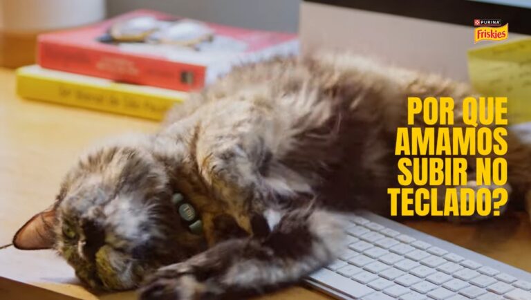 “Cat Codes”: Friskies transforma passeios de gatos por teclados em descontos para tutores