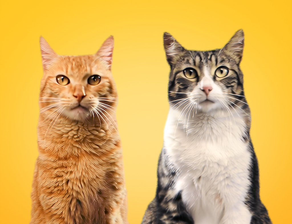 Gatos declaram guerra à monotonia em campanha de Friskies
